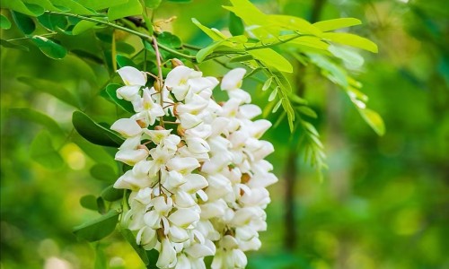 葛根跟葛粉一样吗-【粉葛根与葛根的区别】葛粉与葛根区别 - 葛根 粉葛 区别网